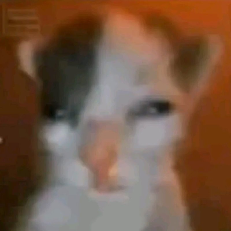 Котенок не выспался