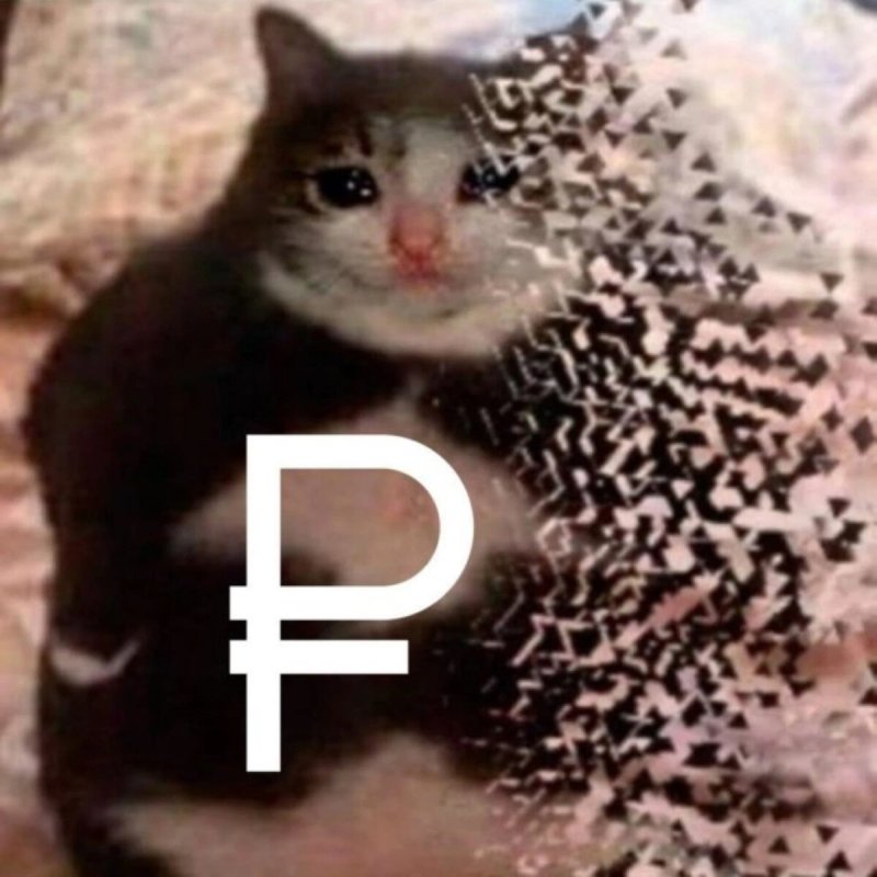 Исчезающий кот