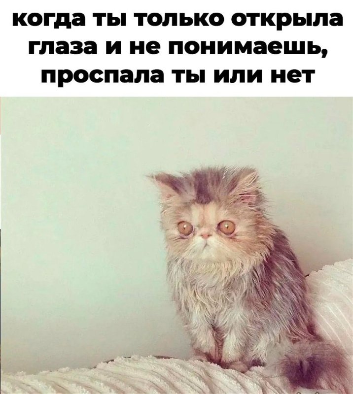 Нервный кот