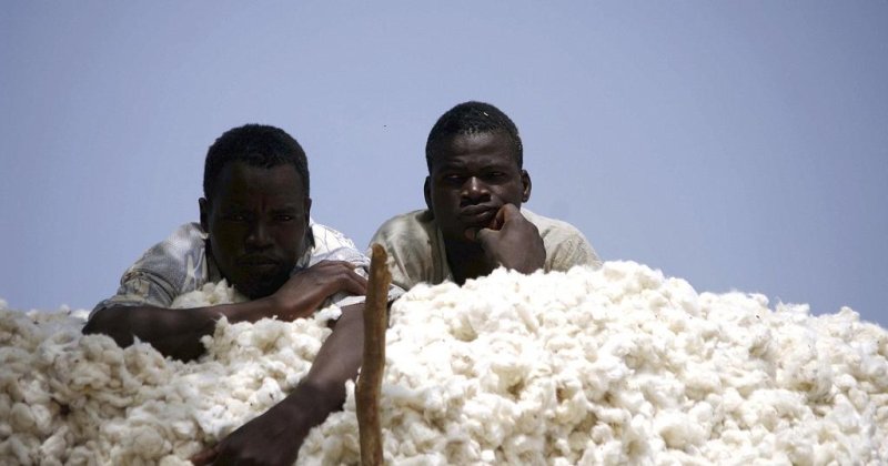 Плантация хлопка негры