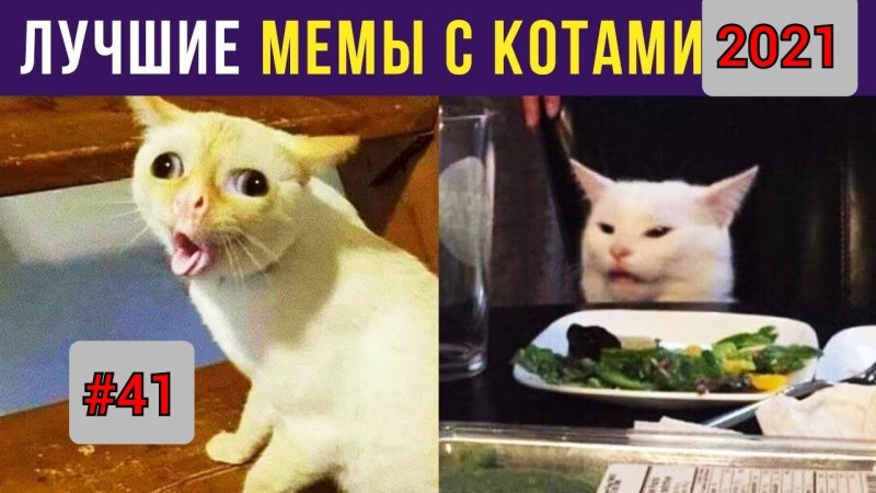 Мемы с котами