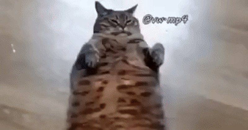 Гифка кот и батон