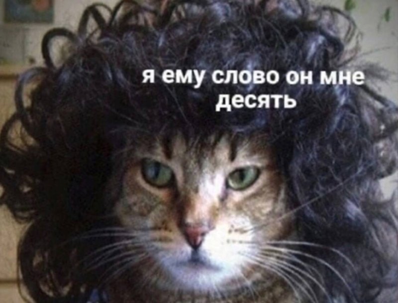 Кошка с челкой Мем