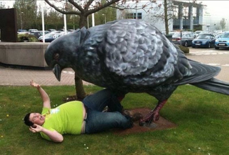 Самый большой голубь