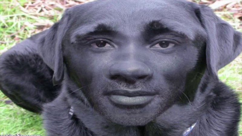 Собака негр