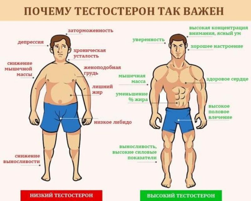 Как повысить тестостерон