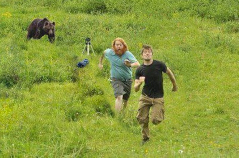 Медведь бежит