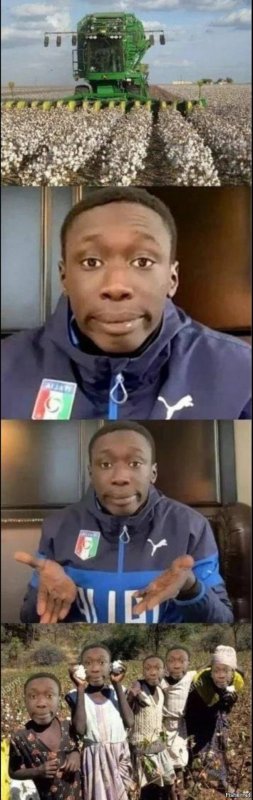 Негр собирает хлопок