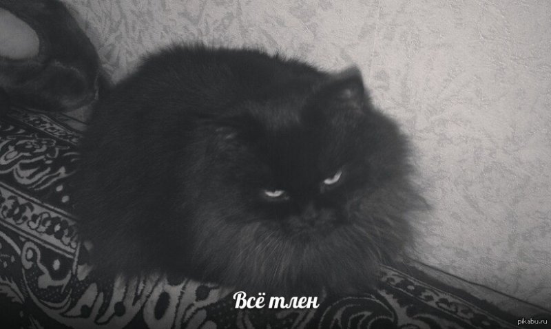 Котик тлен