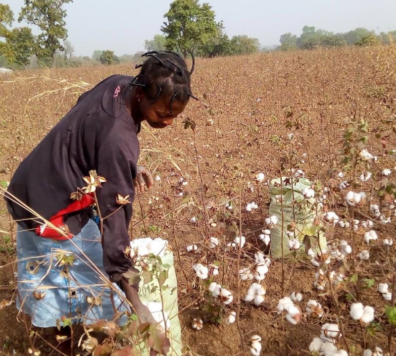 Хлопковые плантации