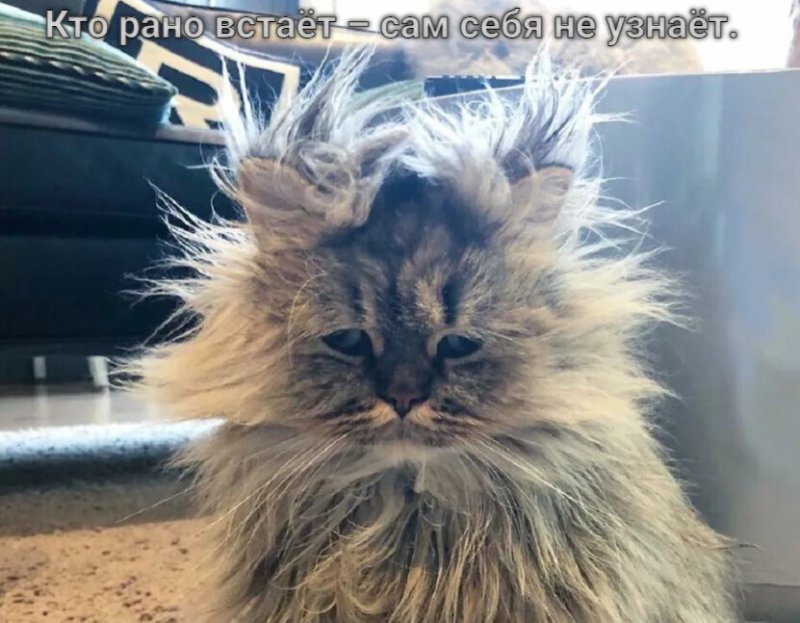 Кот выспался