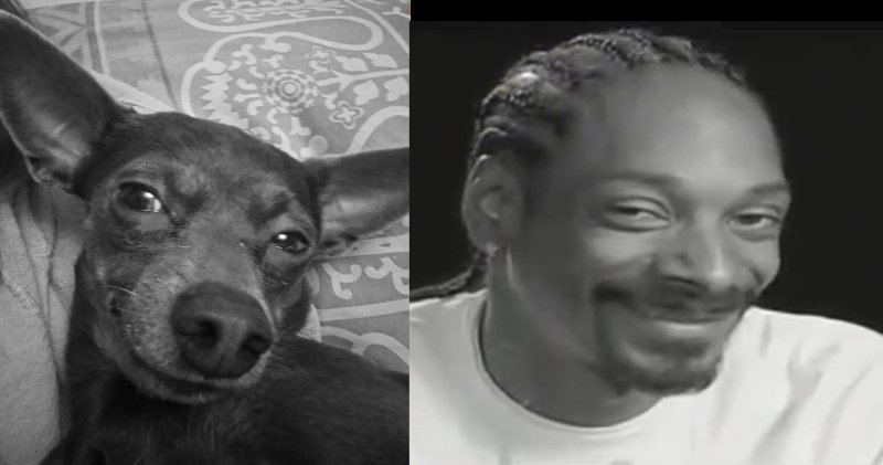 Снуп дог укуренный