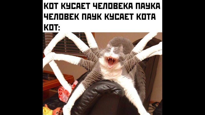 Кот человек паук Мем