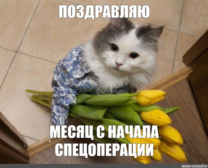 Кот с цветами