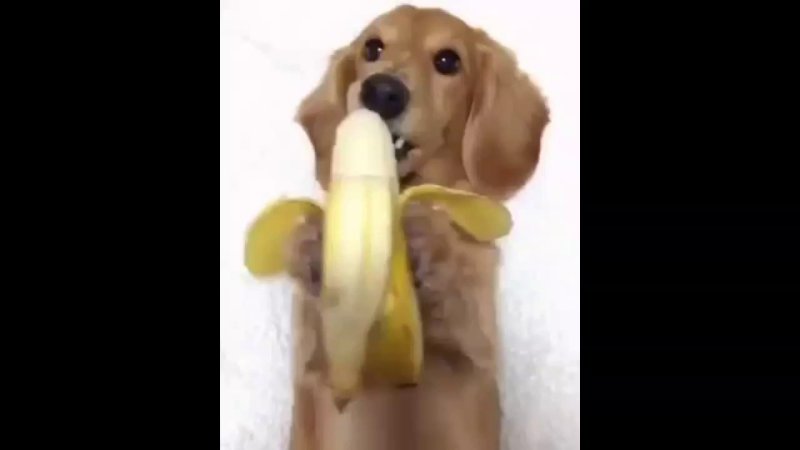 Облизывает банан