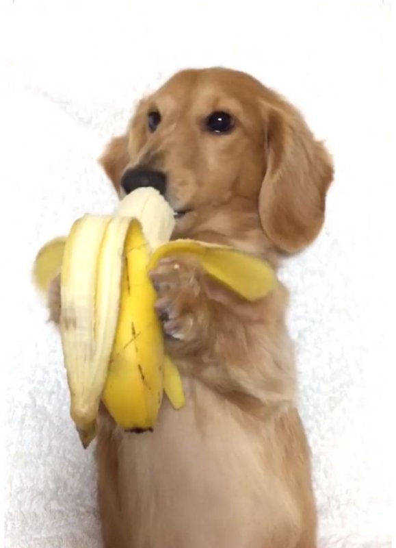 Животные едят банан