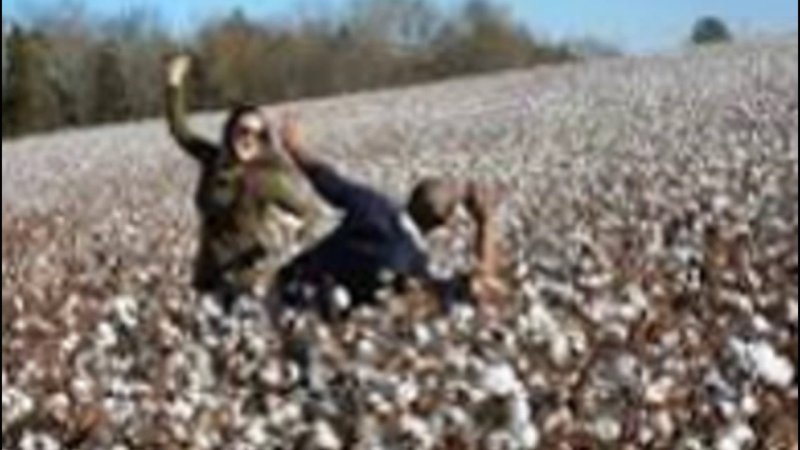 Негр на хлопковом поле