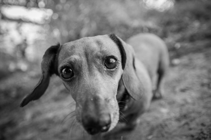 Такса черно белая