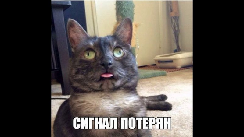 Связь потеряна кот Мем