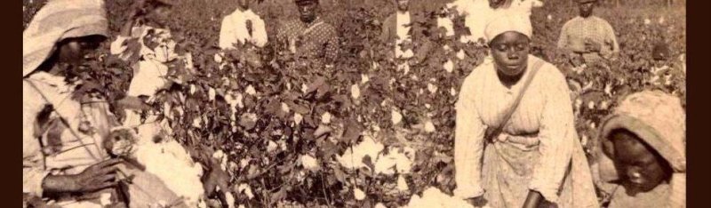 Раб собирает хлопок