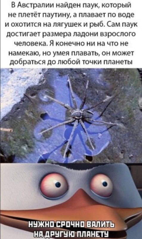 Шутки про пауков