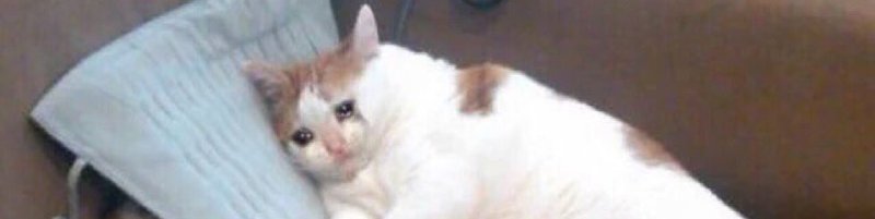 Толстый кот лежит и плачет