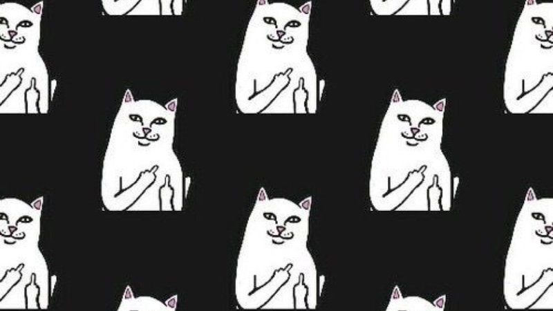 Кот показывает фак