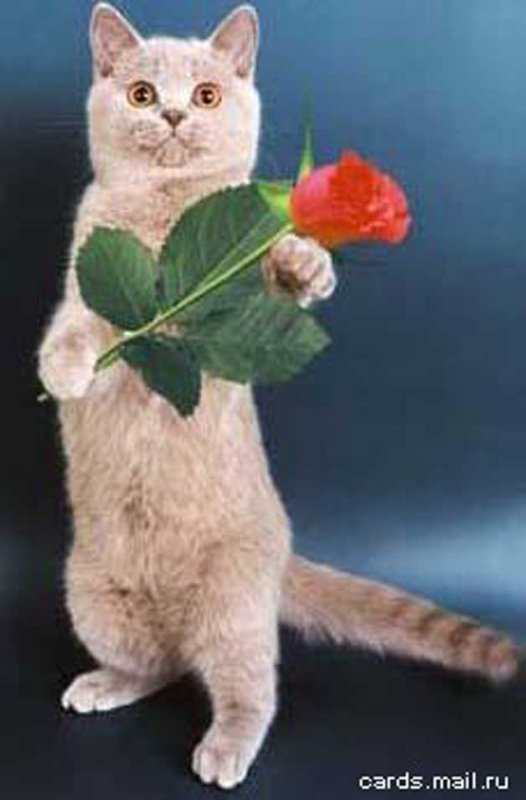 Котик с цветочком
