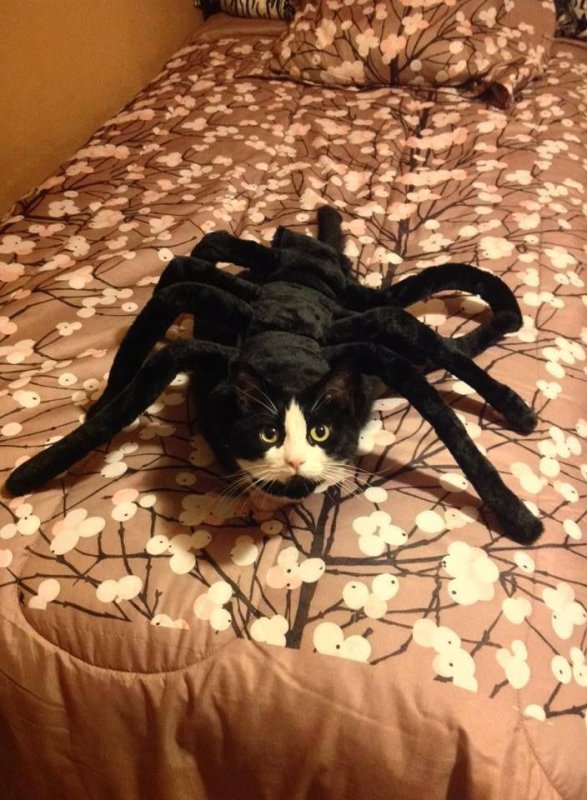 Костюм паука для кошки