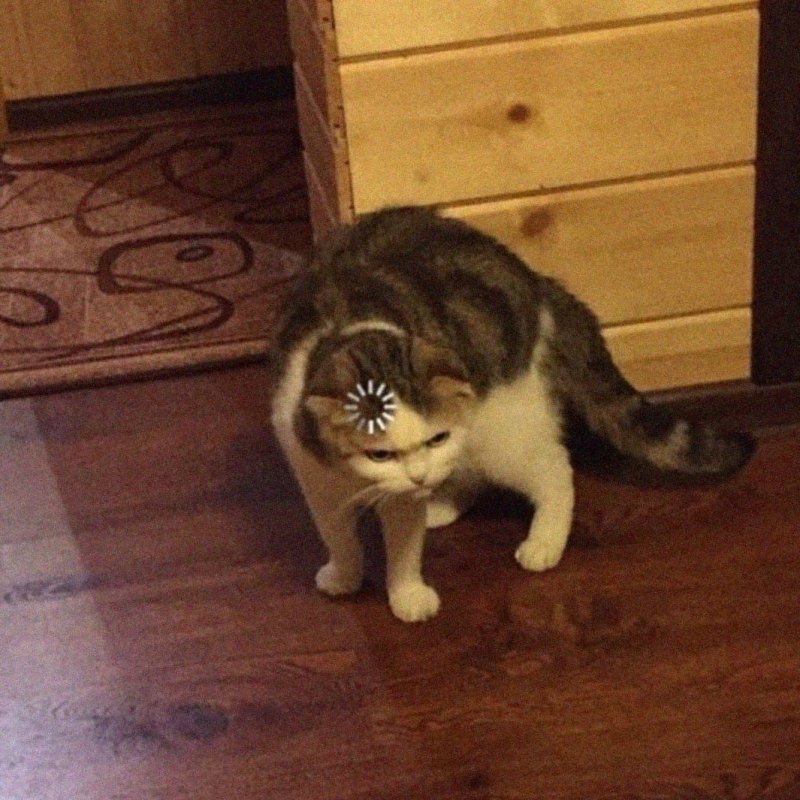 Кот загрузка