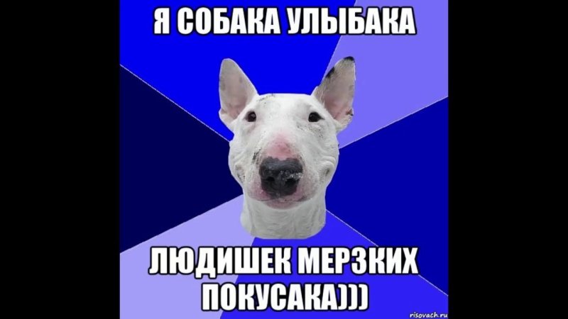 Мемы с собаками