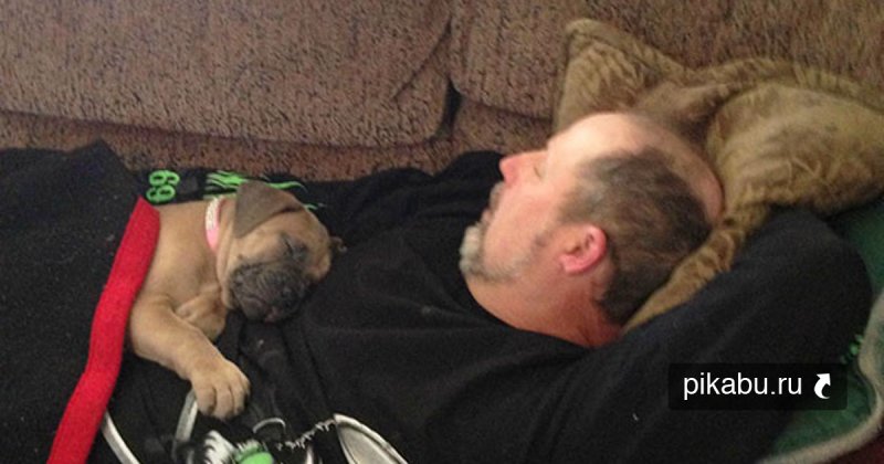 Папа не хотел собаку