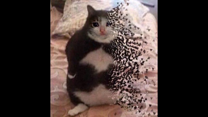 Кот растворяется