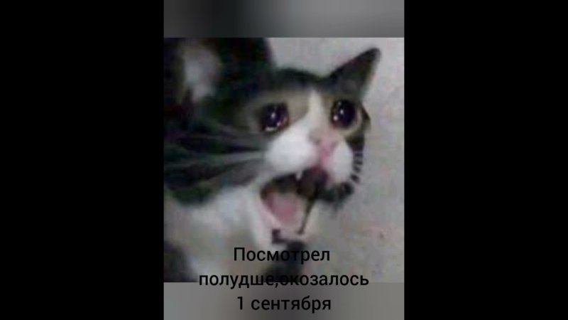 Плачущий кот