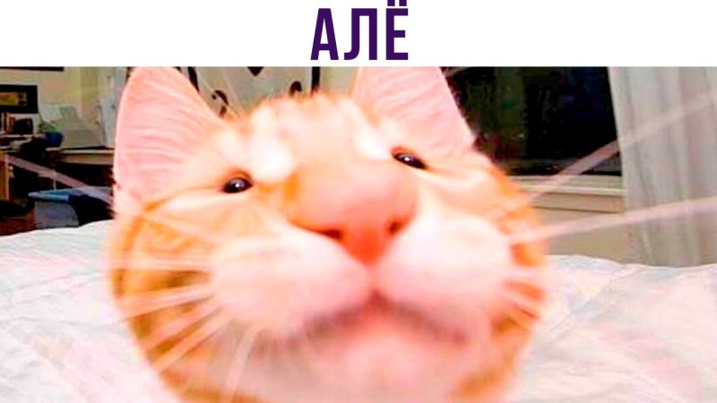Кот Мем