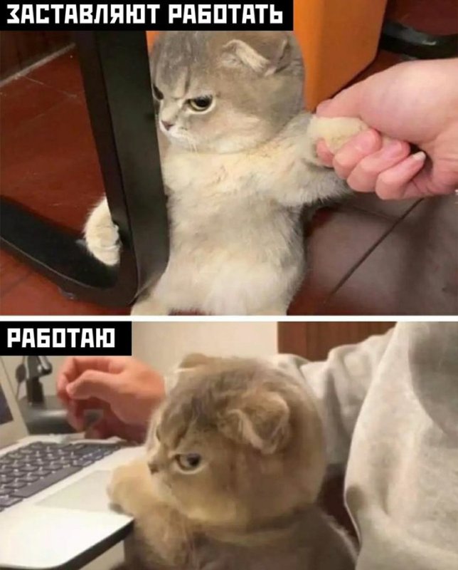 Ты чего наделал Мем с котом