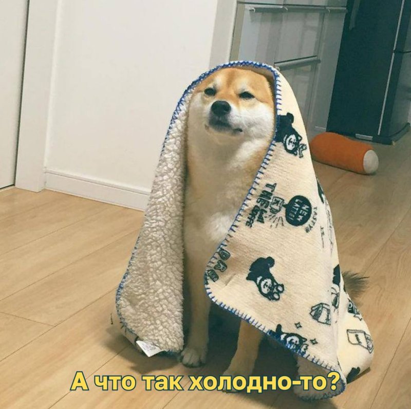 Милый пес Мем