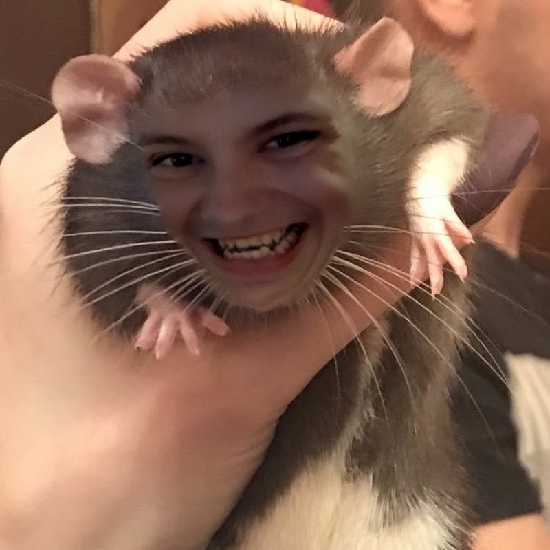 Смешные крысы