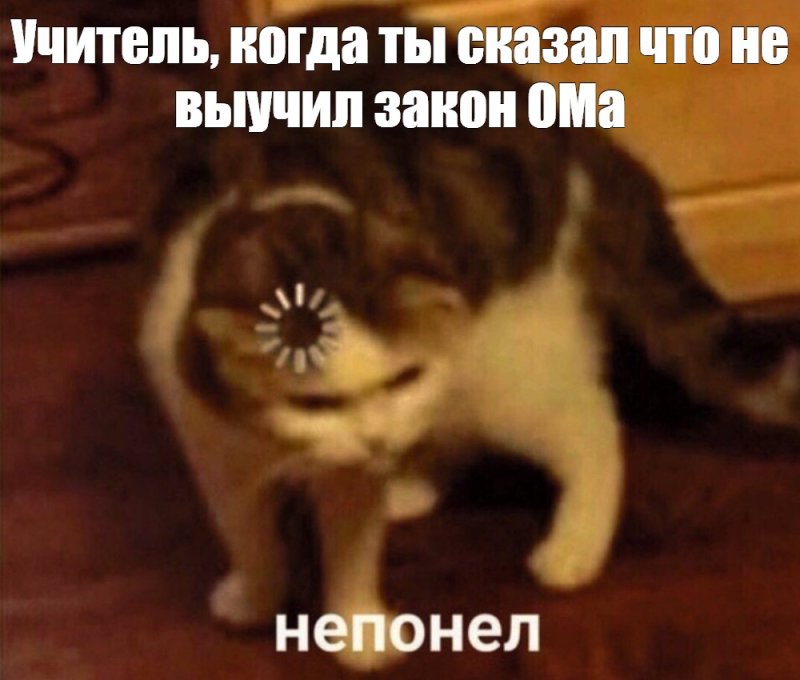 Кот с загрузкой на голове