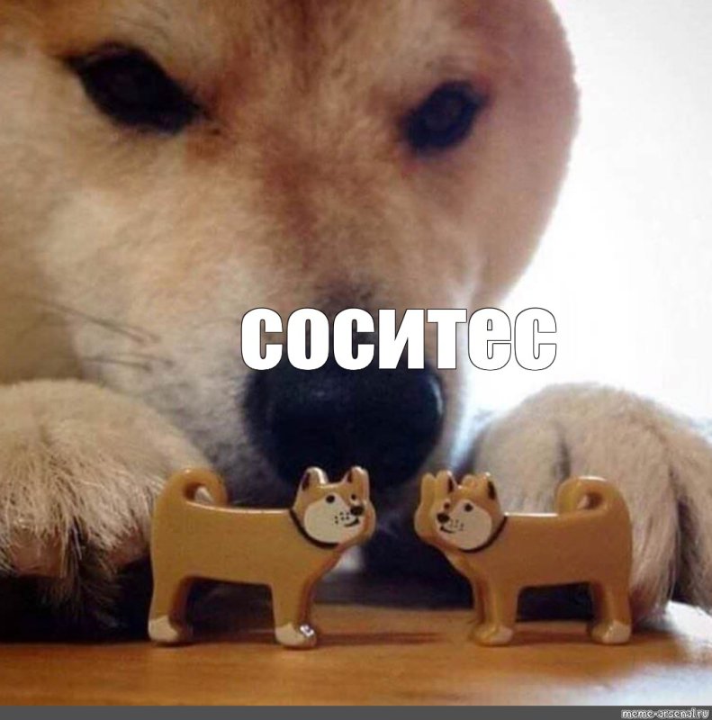 Сиба ину ебитес