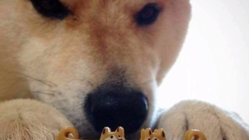 Собака миритесь