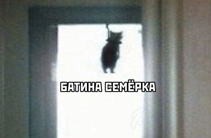 Кот повесился Мем