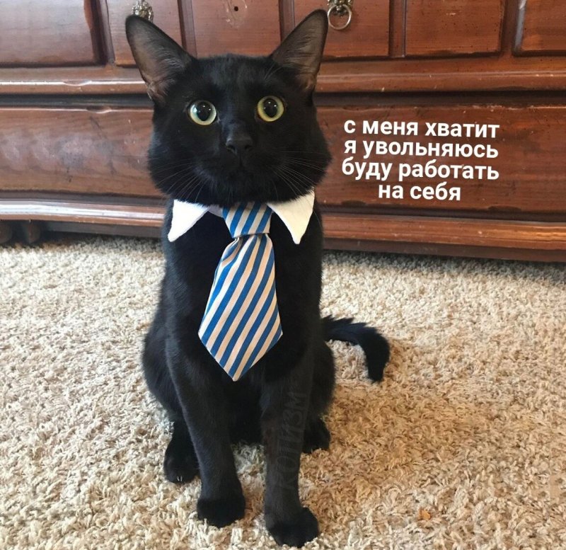 Кот в пиджаке и галстуке