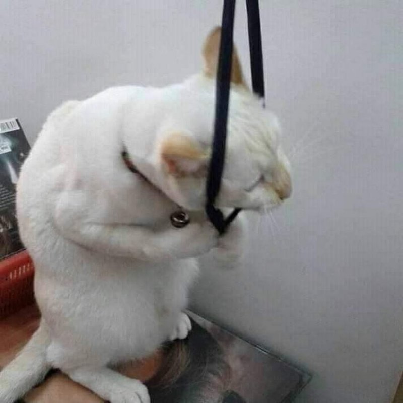 Кот повесился