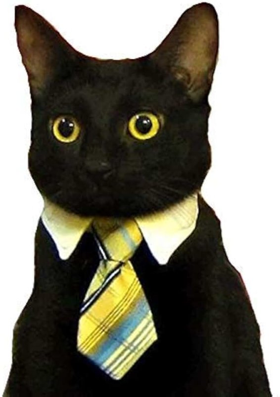 Котик в галстуке