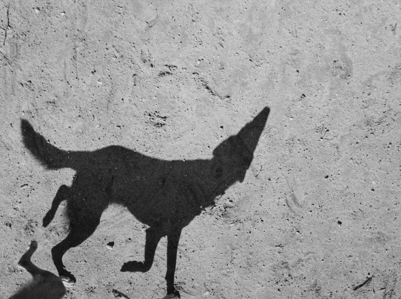 Тень собаки от человека