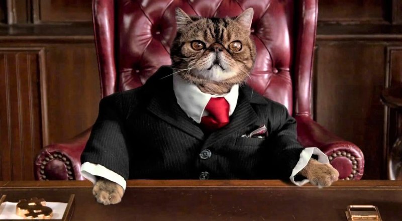 Кот в костюме