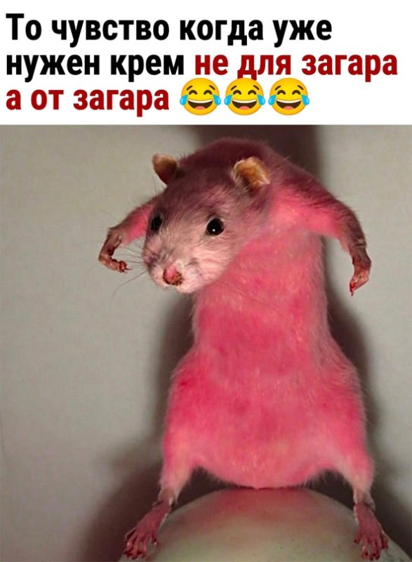 Розовая крыса