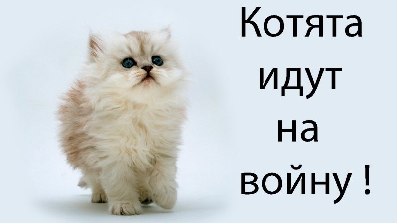 Котята в атаку Мем