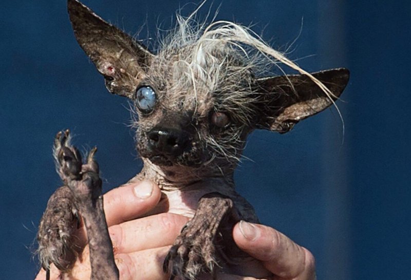 Китайская хохлатая самая уродливая собака